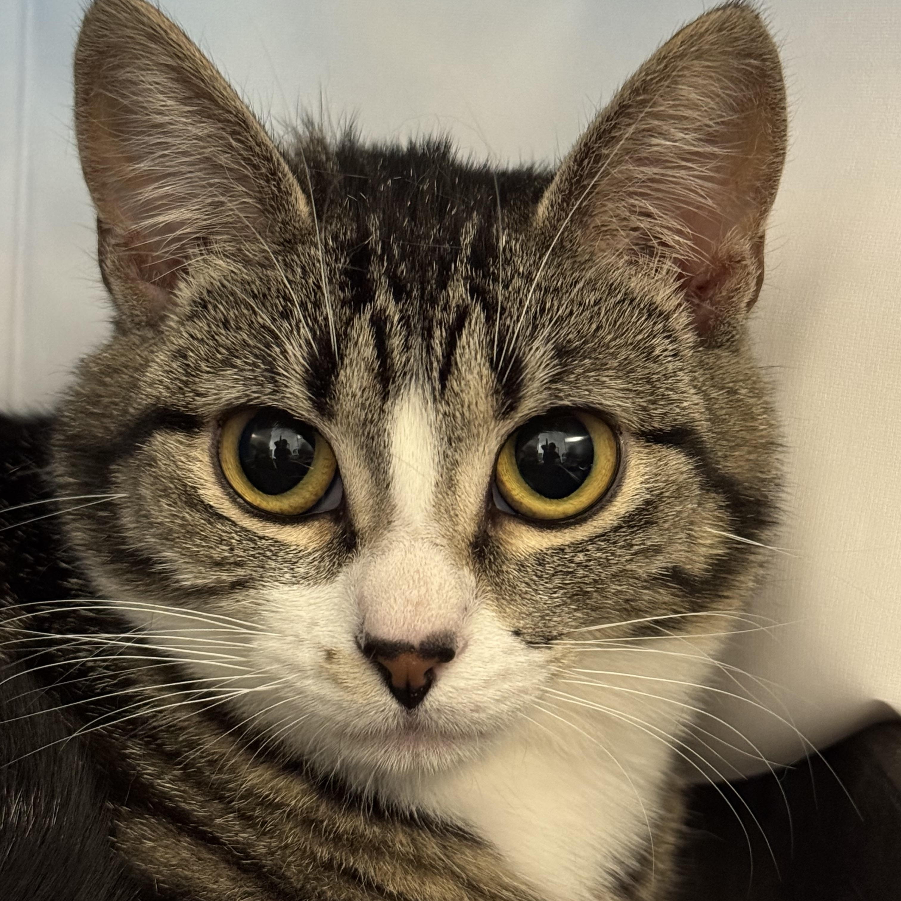 Stella, Adoptable, Kitten Female Domestic Short Hair.