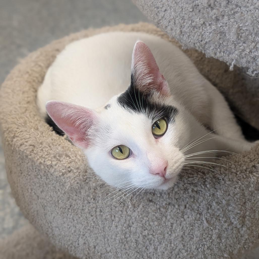 Gunther, Adoptable, Adult Male Domestic Short Hair.