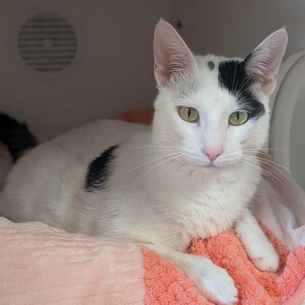 Gunther, a Adoptable Domestic Short Hair in Prairie du Chien, WI image 1/2