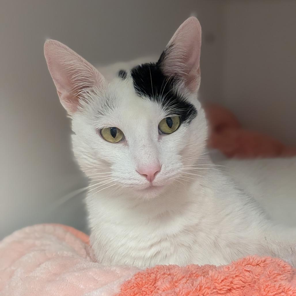 Gunther, a Adoptable Domestic Short Hair in Prairie du Chien, WI image 2/2