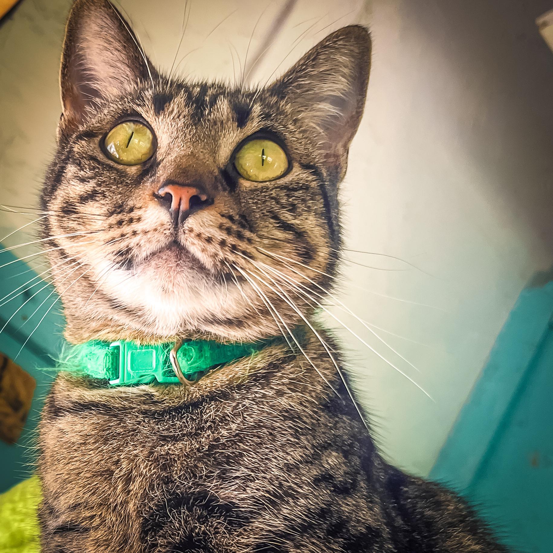 Rio, Adoptable, Adult Female Tabby.