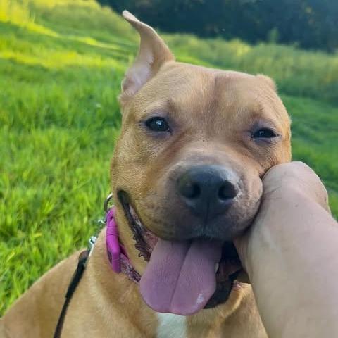 Enlarge Jynx, a Adoptable mixed breed in Greensboro, NC image 2/6