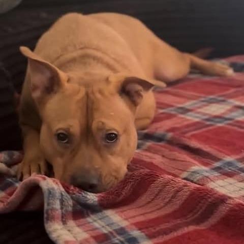Enlarge Jynx, a Adoptable mixed breed in Greensboro, NC image 5/6