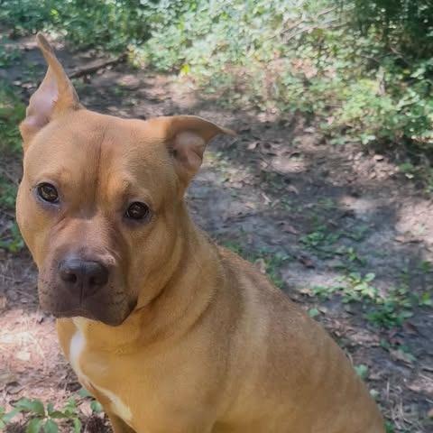 Enlarge Jynx, a Adoptable mixed breed in Greensboro, NC image 3/6