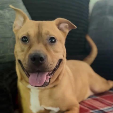 Enlarge Jynx, a Adoptable mixed breed in Greensboro, NC image 1/6