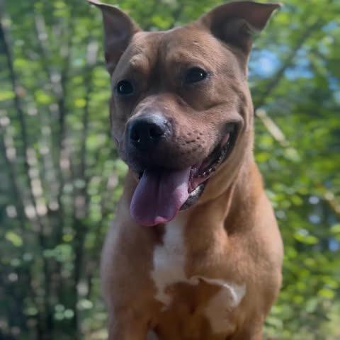 Enlarge Jynx, a Adoptable mixed breed in Greensboro, NC image 4/6
