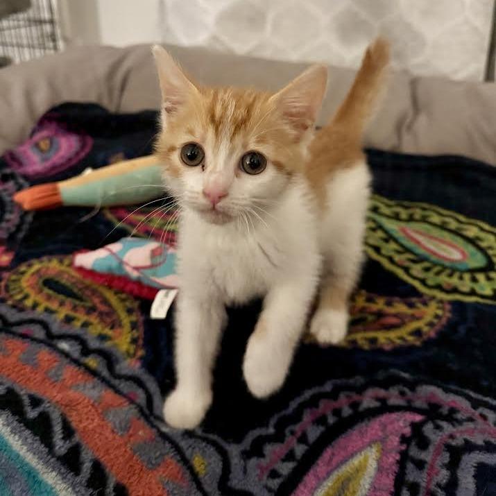 Elena, Adoptable, Kitten Female Domestic Medium Hair.