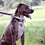Crowley, an adoptable American Staffordshire Terrier in Tuttle, OK_image-1