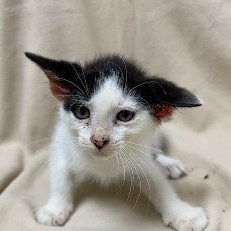 Milky Way, Adoptable, Young Female Domestic Short Hair.