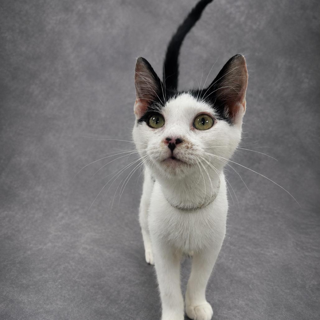 Enlarge Milky Way, a Adoptable Domestic Short Hair in Donalsonville, GA image 2/2