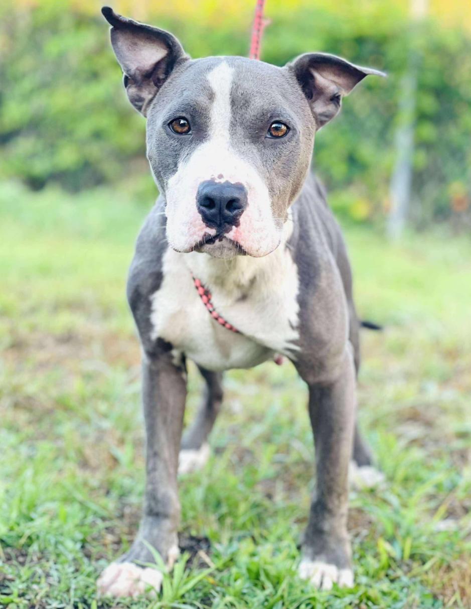 RESCUE ONLY- What does that mean This sweet baby cannot be adopted out to the public without a litt