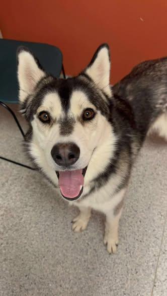 Meet Jekyll – Your Next Great Adventure Buddy, a Adoptable Siberian Husky in Lancaster, CA image 2/6