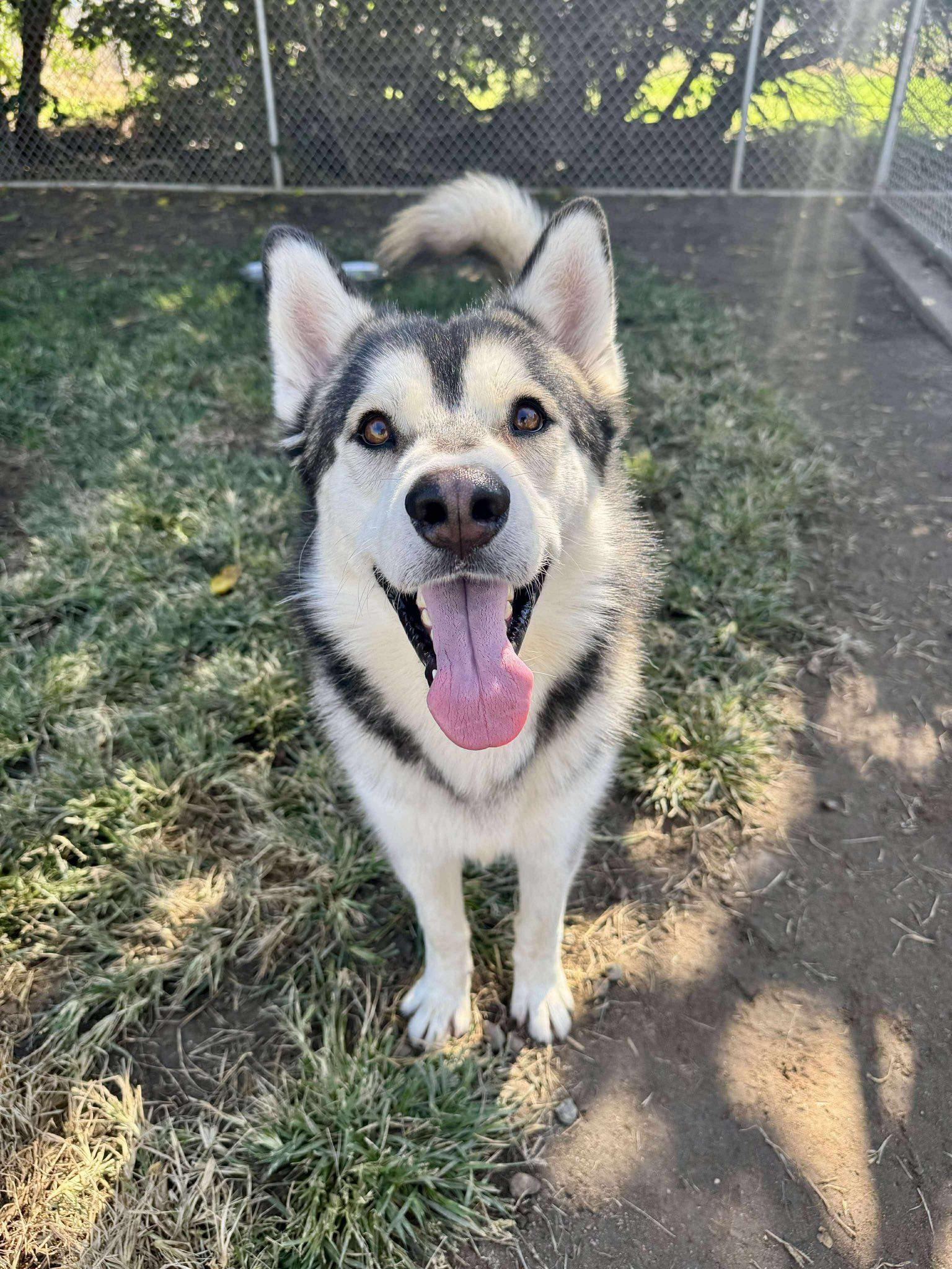 Meet Jekyll – Your Next Great Adventure Buddy, Adoptable, Adult Male Siberian Husky.