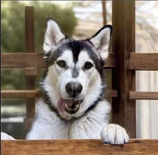 Meet Jekyll – Your Next Great Adventure Buddy, a Adoptable Siberian Husky in Lancaster, CA image 3/6
