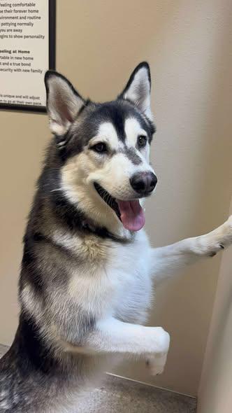 Meet Jekyll – Your Next Great Adventure Buddy, a Adoptable Siberian Husky in Lancaster, CA image 4/6
