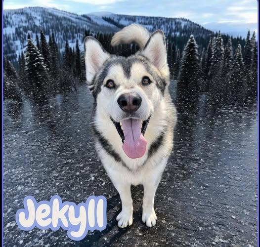 Meet Jekyll – Your Next Great Adventure Buddy, a Adoptable Siberian Husky in Lancaster, CA image 5/6