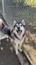 Meet Jekyll – Your Next Great Adventure Buddy, a Adoptable Siberian Husky in Lancaster, CA image 6/6