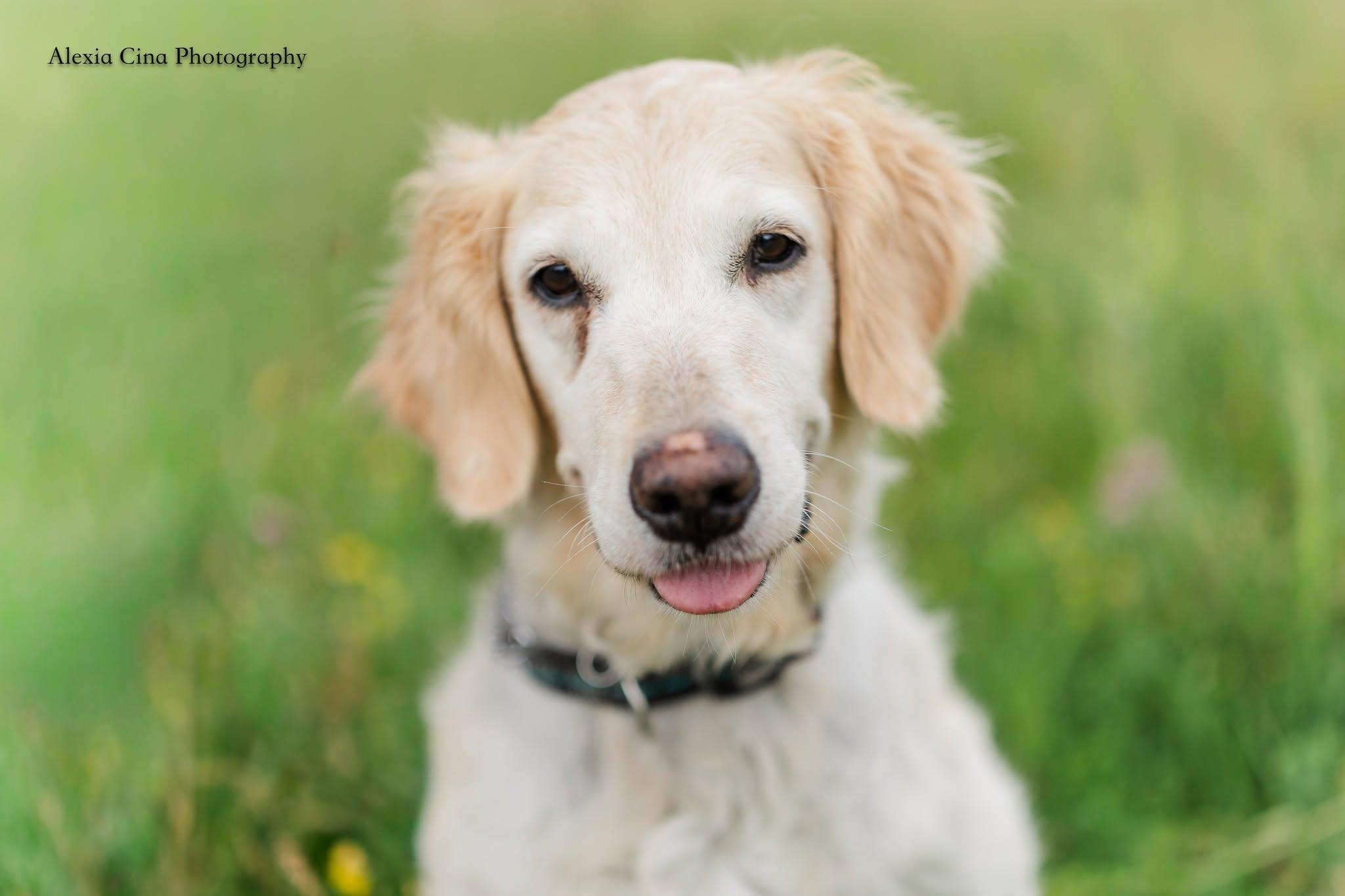 Enlarge Mango, a ADOPTABLE Golden Retriever in Drumbo, ON image 3/4