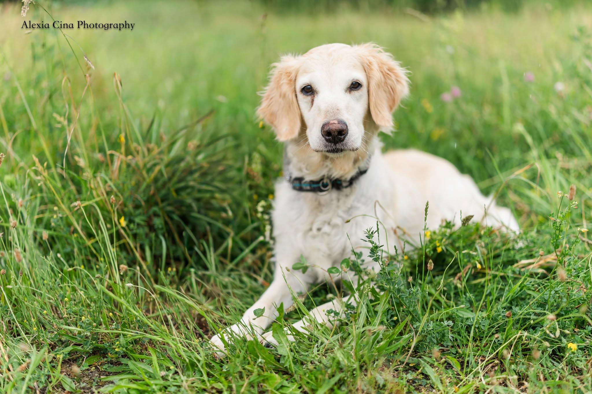 Enlarge Mango, a ADOPTABLE Golden Retriever in Drumbo, ON image 2/4
