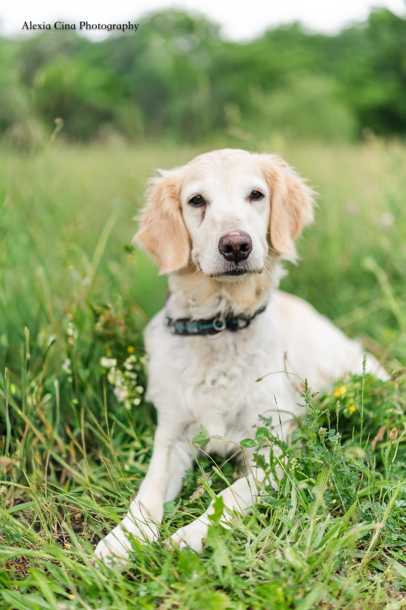 Enlarge Mango, a ADOPTABLE Golden Retriever in Drumbo, ON image 4/4