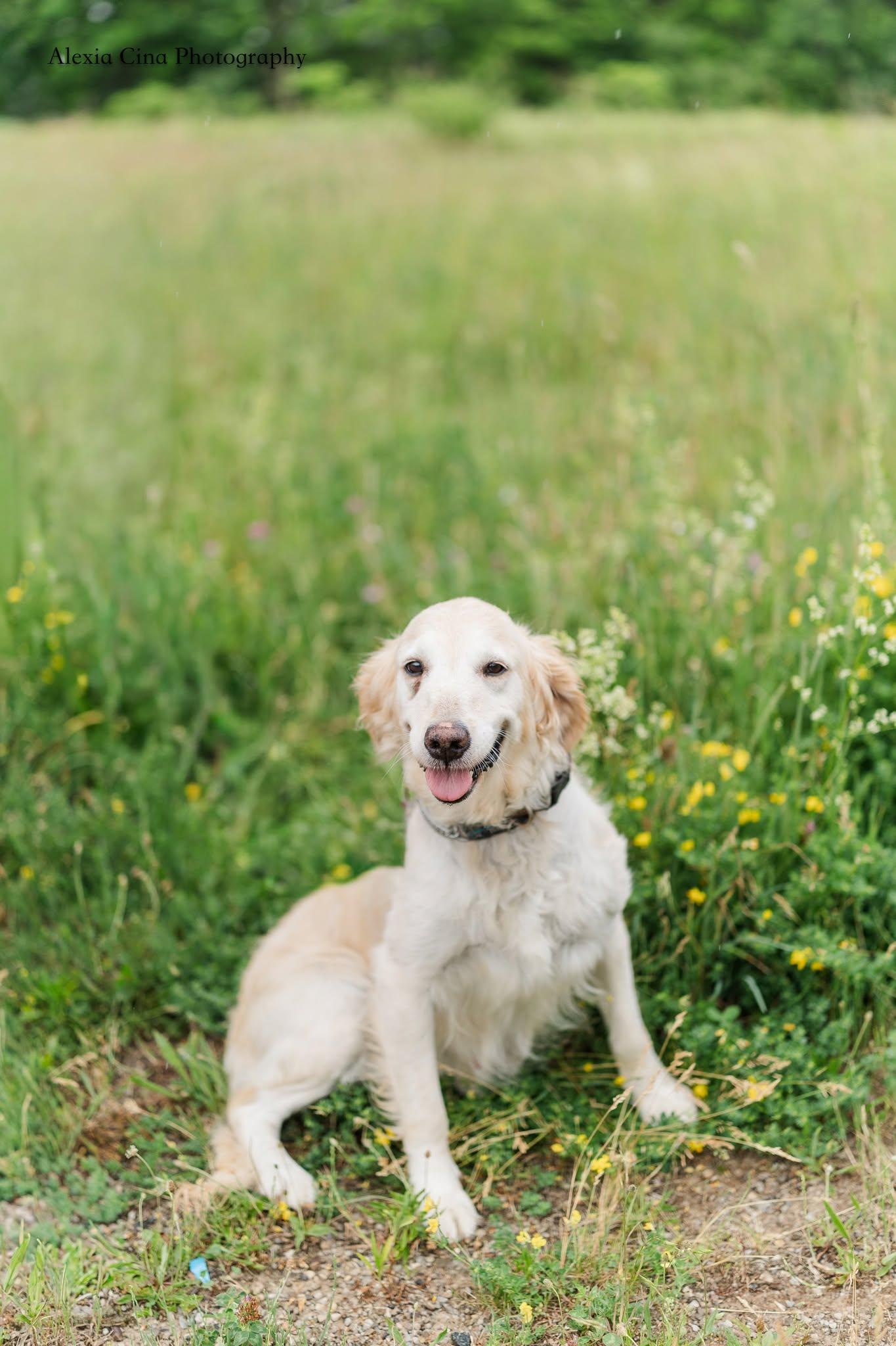 Enlarge Mango, a ADOPTABLE Golden Retriever in Drumbo, ON image 1/4