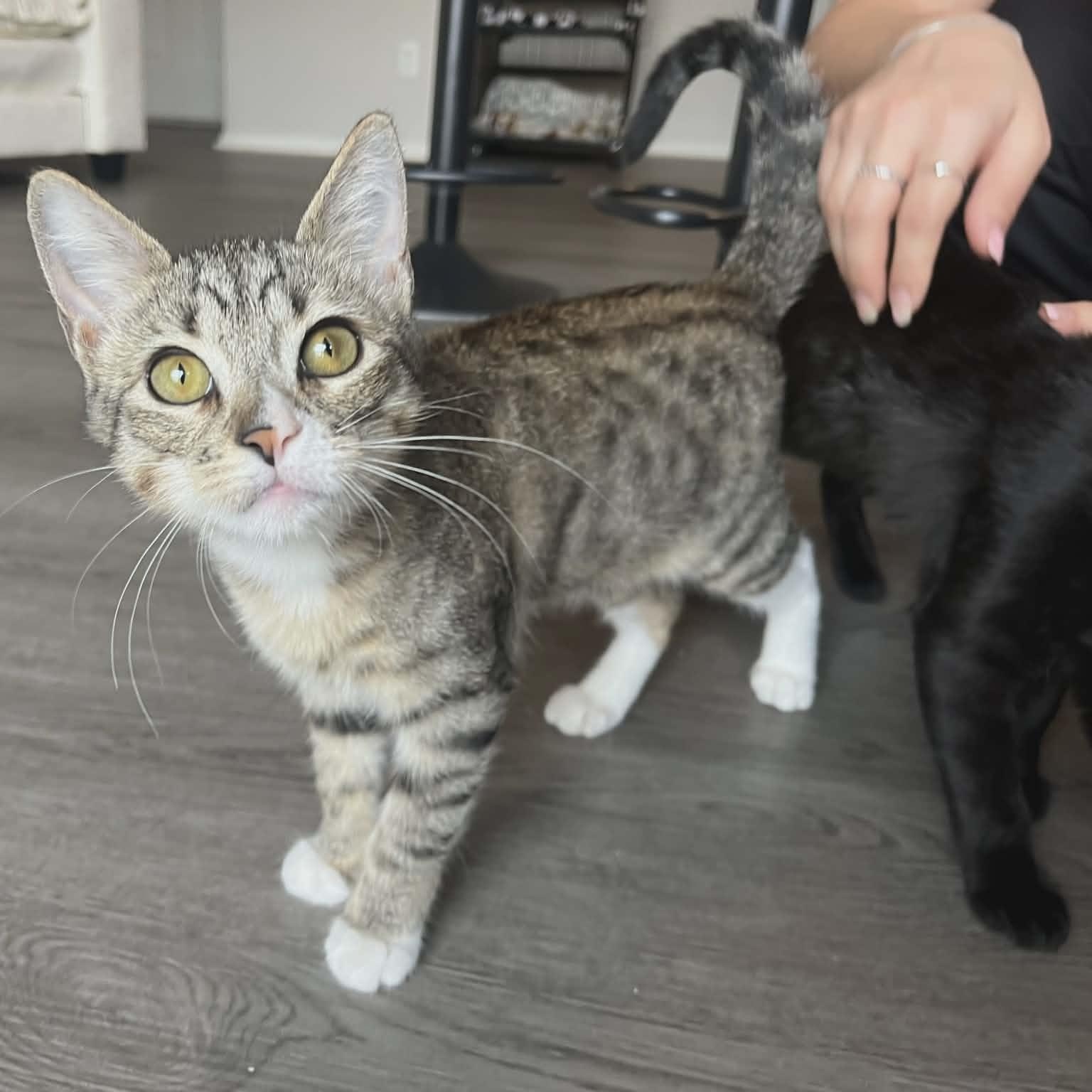 Outgoing Baby Bonnie — thumbnail 3