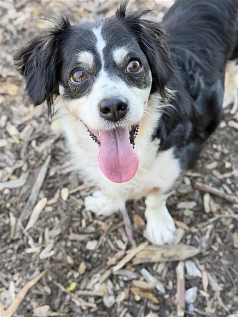 DIAMOND, Adoptable, Adult Female Chihuahua.