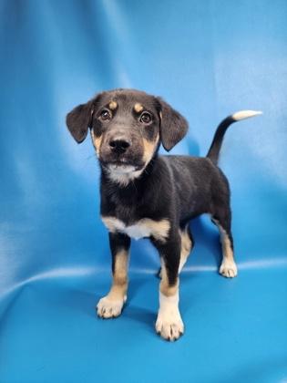 Harlow, Adoptable, Puppy Female German Shepherd Dog & Mixed Breed.