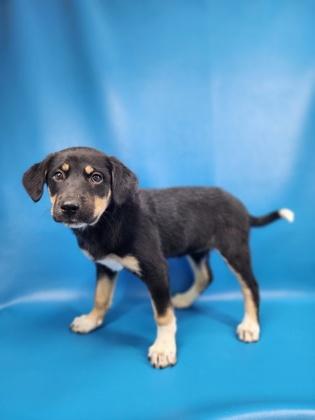 Enlarge Harlow, a Adoptable mixed breed in Morton Grove, IL image 1/4