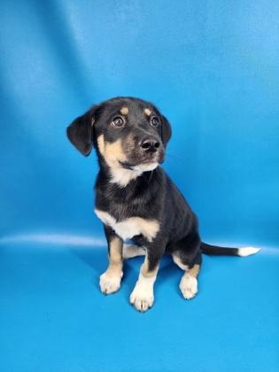 Enlarge Harlow, a Adoptable mixed breed in Morton Grove, IL image 3/3