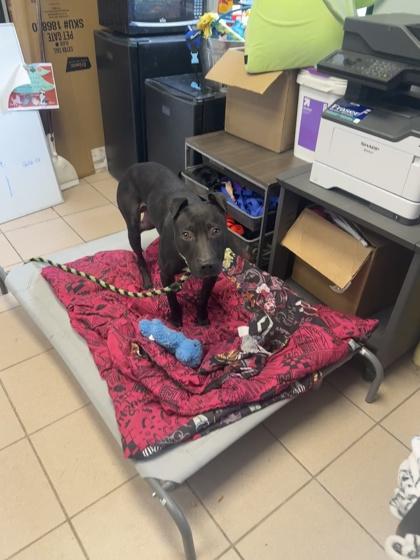 Enlarge Zorro, a Adoptable Pit Bull Terrier in Philadelphia, PA image 1/2
