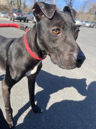 Zorro, Adoptable, Young Male Pit Bull Terrier.