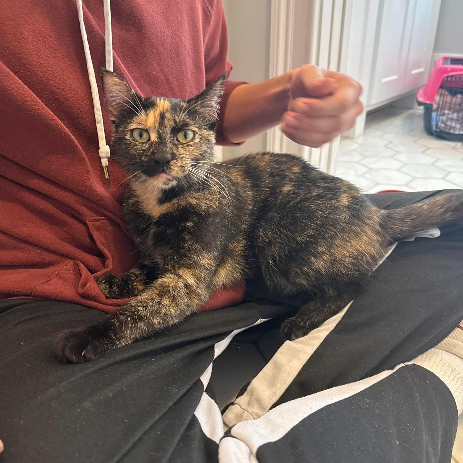 Penelope, adopted, Young Female Tortoiseshell & Domestic Short Hair.