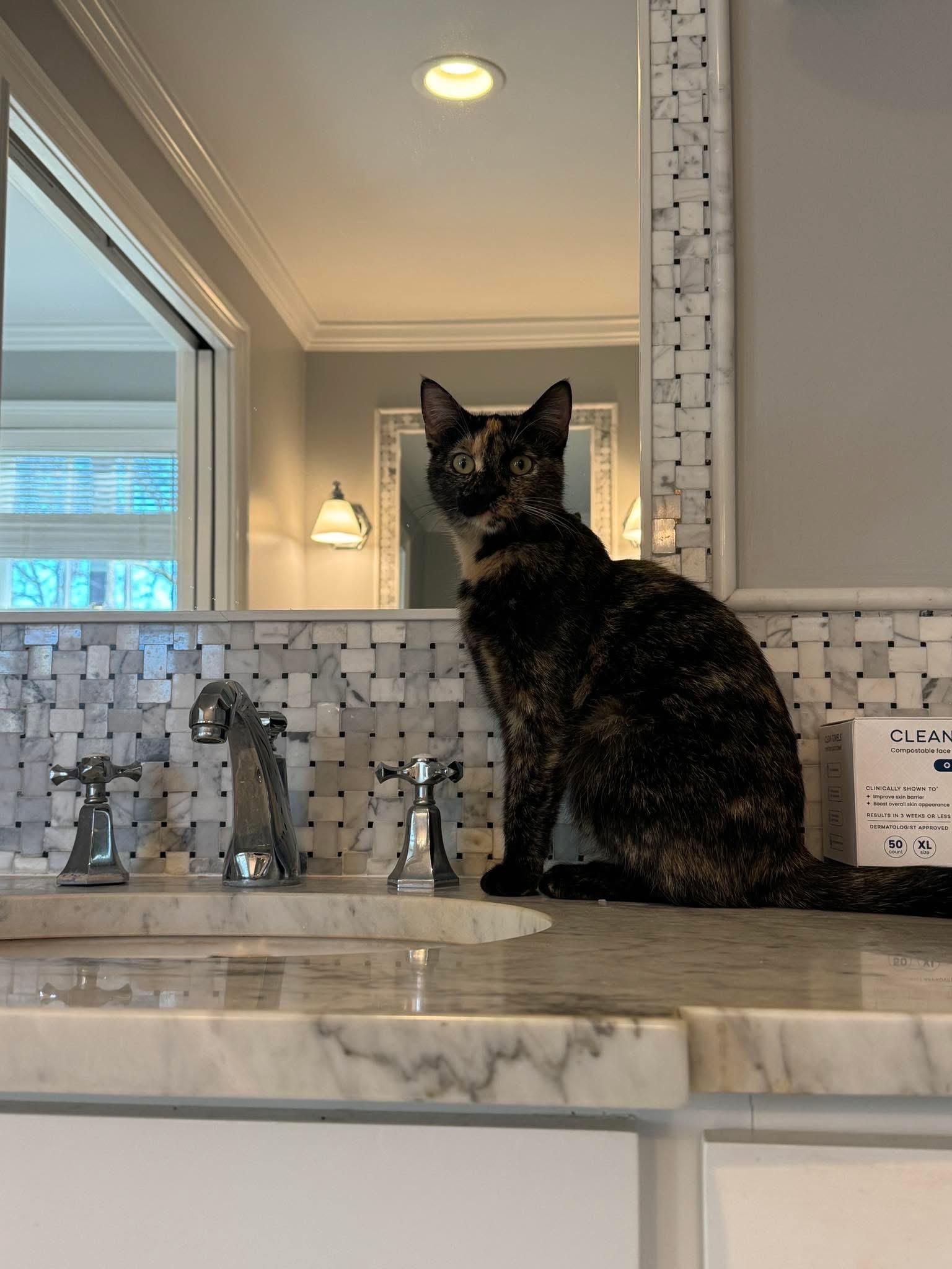 Enlarge Penelope, an adopted mixed breed in Newark, NJ image 2/2