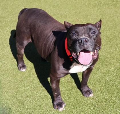 Enlarge Odin, a Adopted Mixed Breed in Athens, GA image 2/3