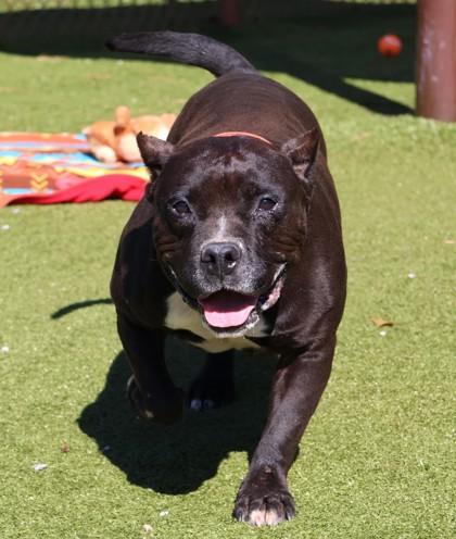 Enlarge Odin, a Adopted Mixed Breed in Athens, GA image 3/3