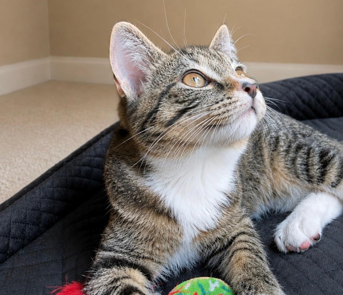 Enlarge Anchovy, a Adoptable mixed breed in Knoxville, TN image 2/2