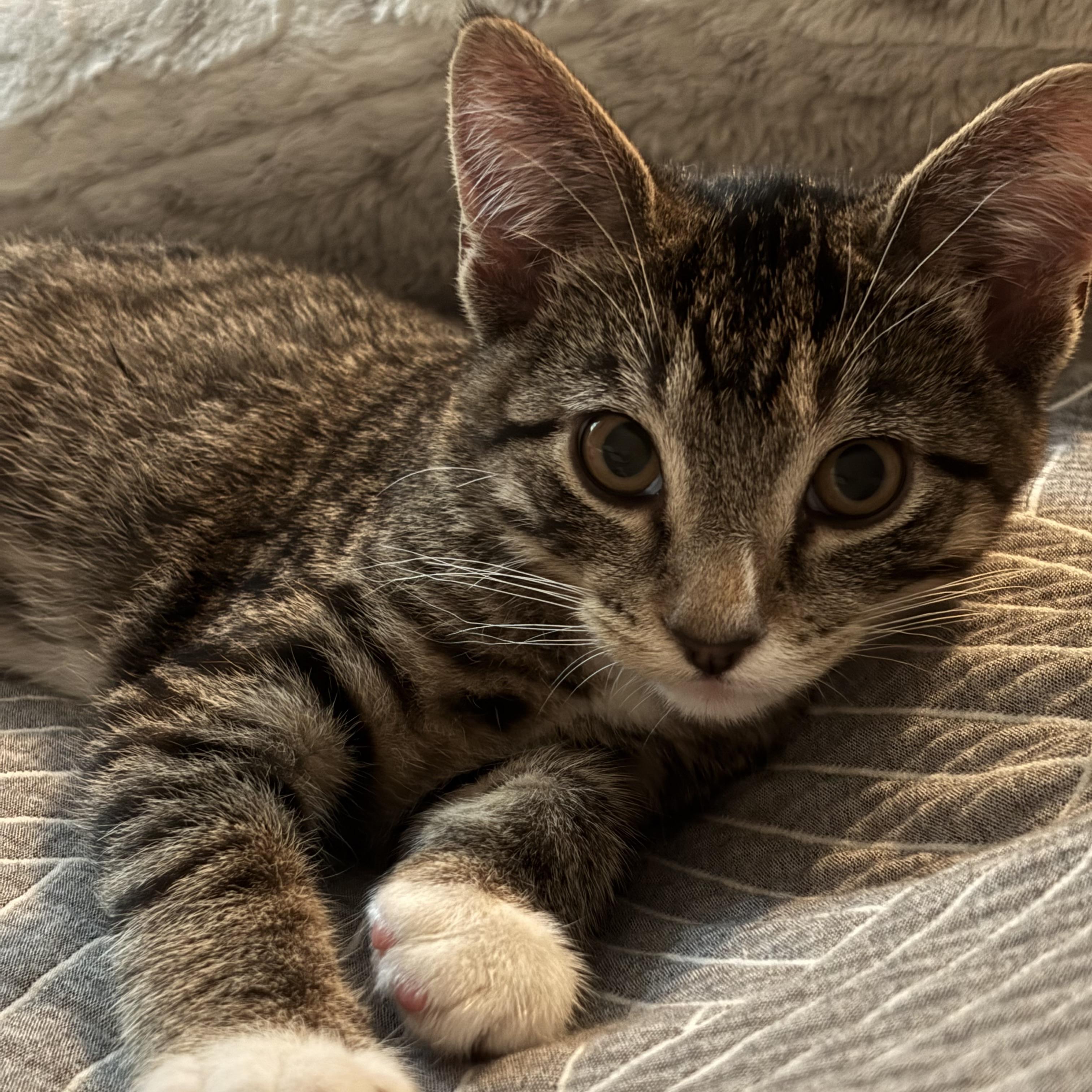 Anchovy, Adoptable, Kitten Female Tabby & Domestic Short Hair.