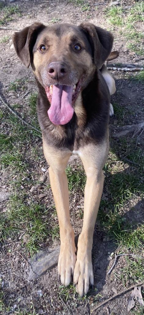 YULE, Adoptable, Adult Male Pointer.