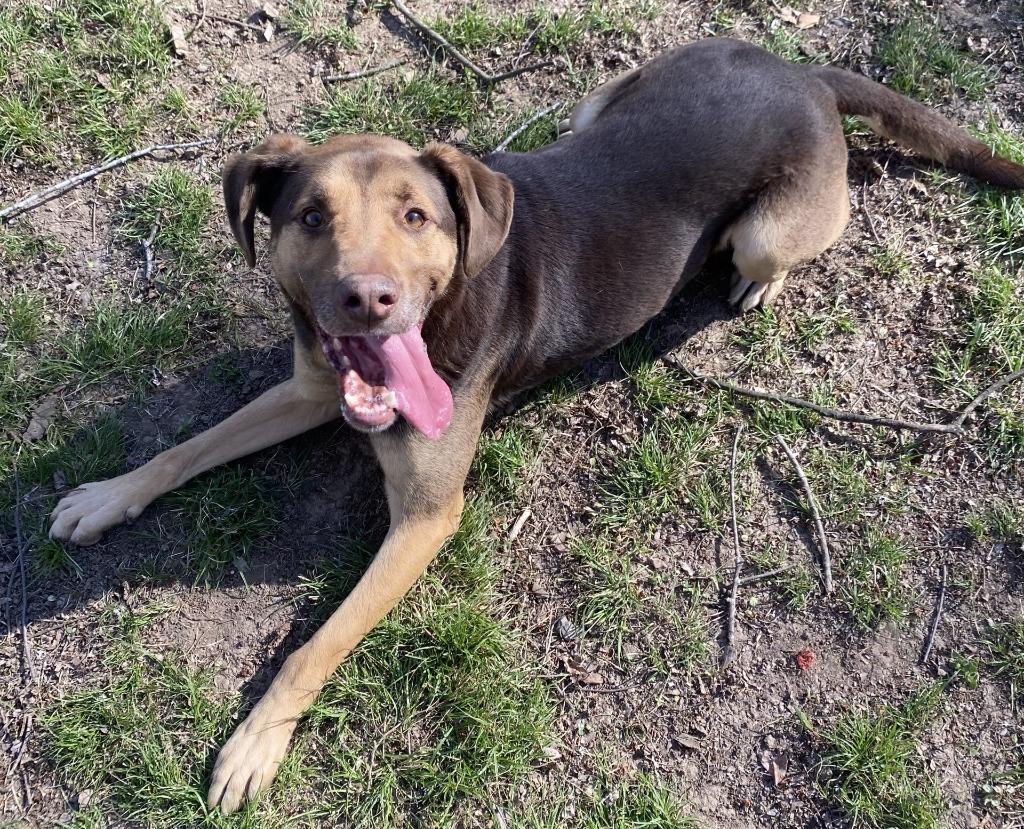 YULE, a Adoptable Pointer image 1/4