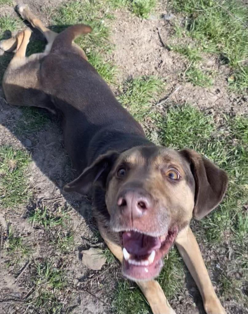 YULE, a Adoptable Pointer image 2/4