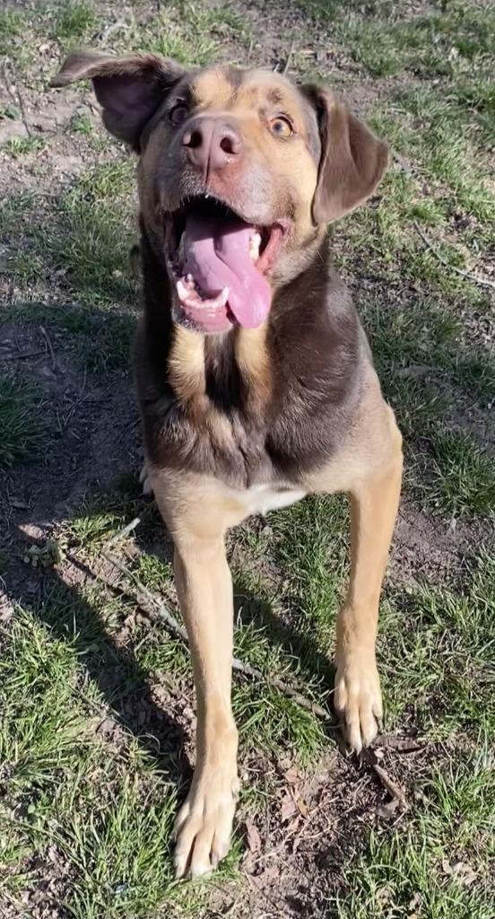 Enlarge YULE, a Adoptable Pointer in Little Rock, AR image 4/4