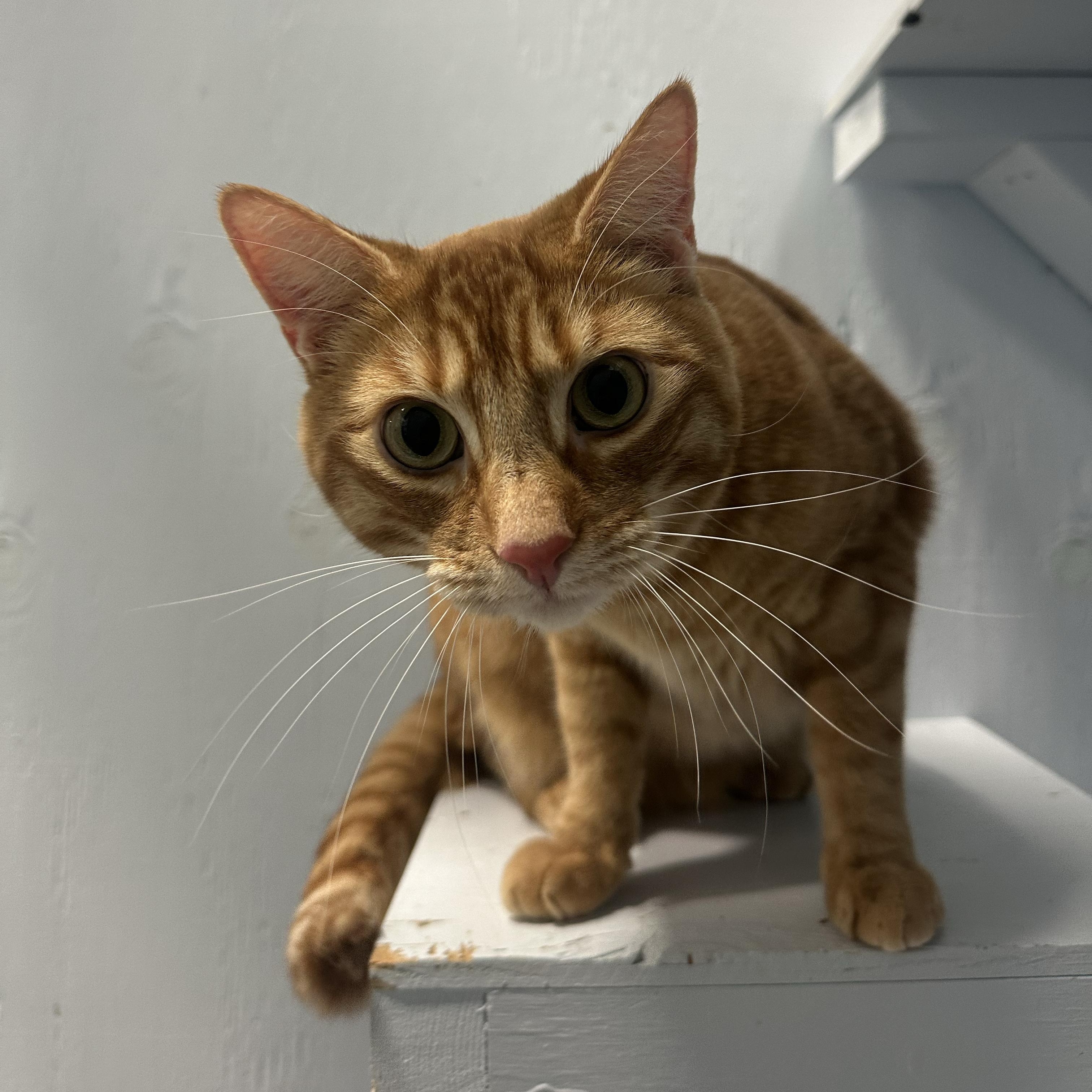 Enlarge Archie (Bonded to Stevie), a Adoptable Domestic Short Hair in Mission, BC image 2/3