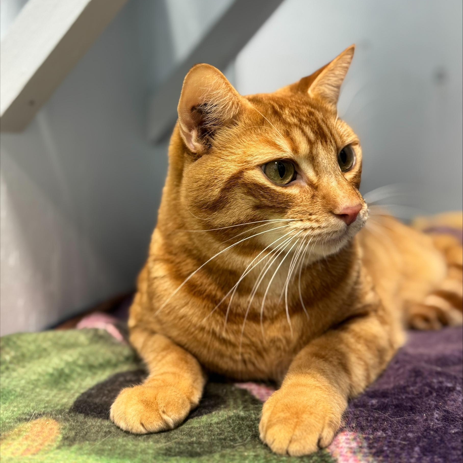 Enlarge Archie (Bonded to Stevie), an adoptable Domestic Short Hair in Mission, BC image 5/5