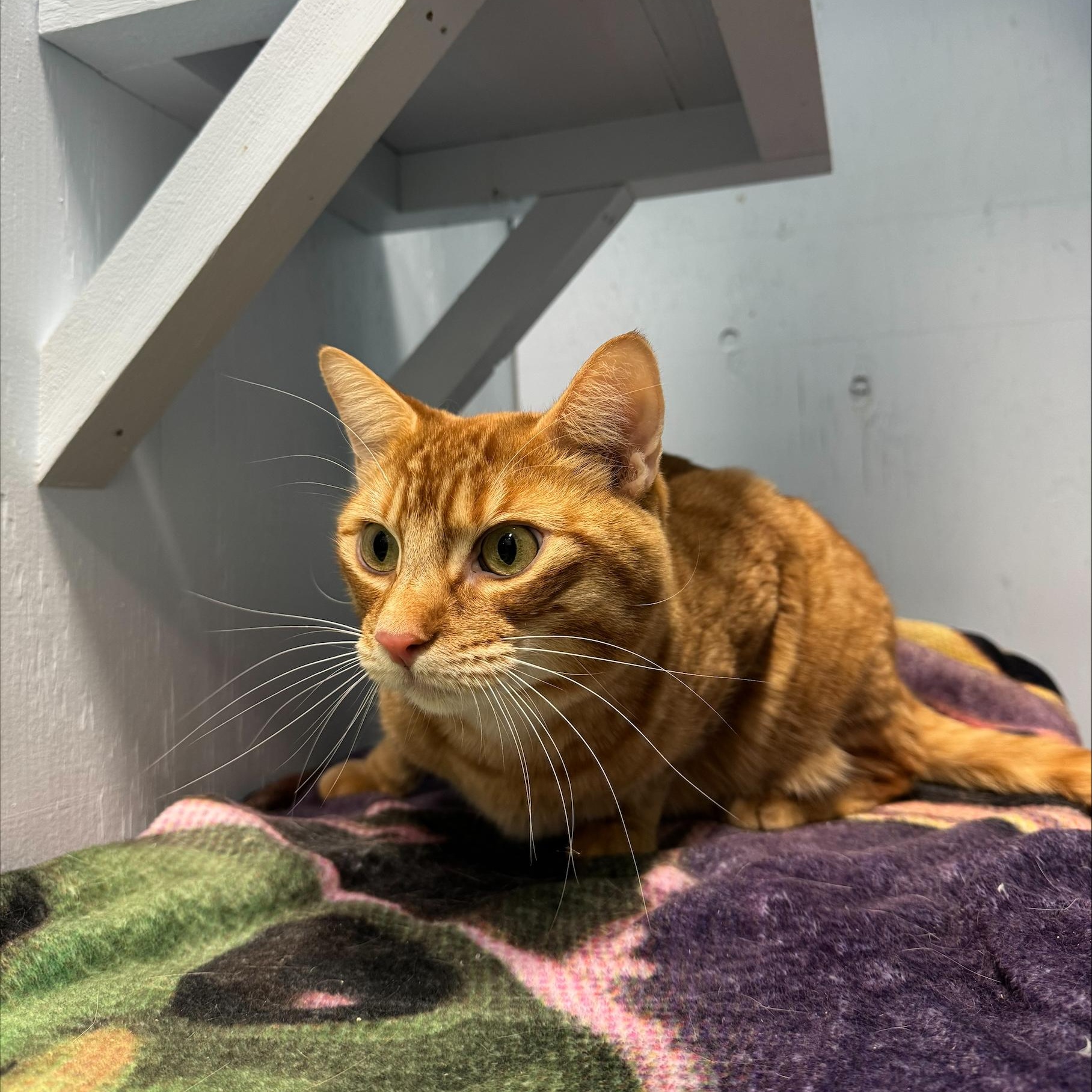 Enlarge Archie (Bonded to Stevie), an adoptable Domestic Short Hair in Mission, BC image 4/5