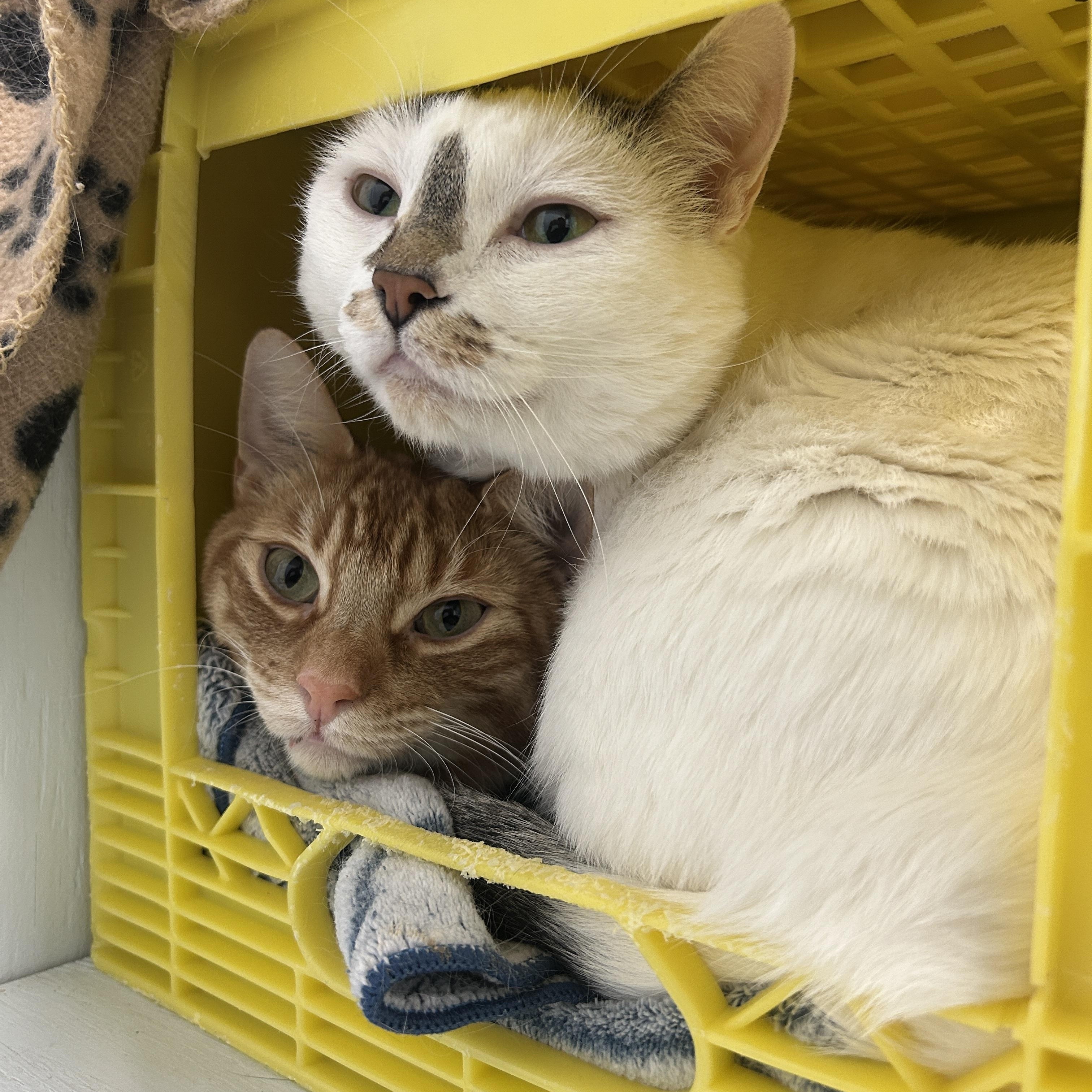 Enlarge Archie (Bonded to Stevie), a Adoptable Domestic Short Hair in Mission, BC image 3/3