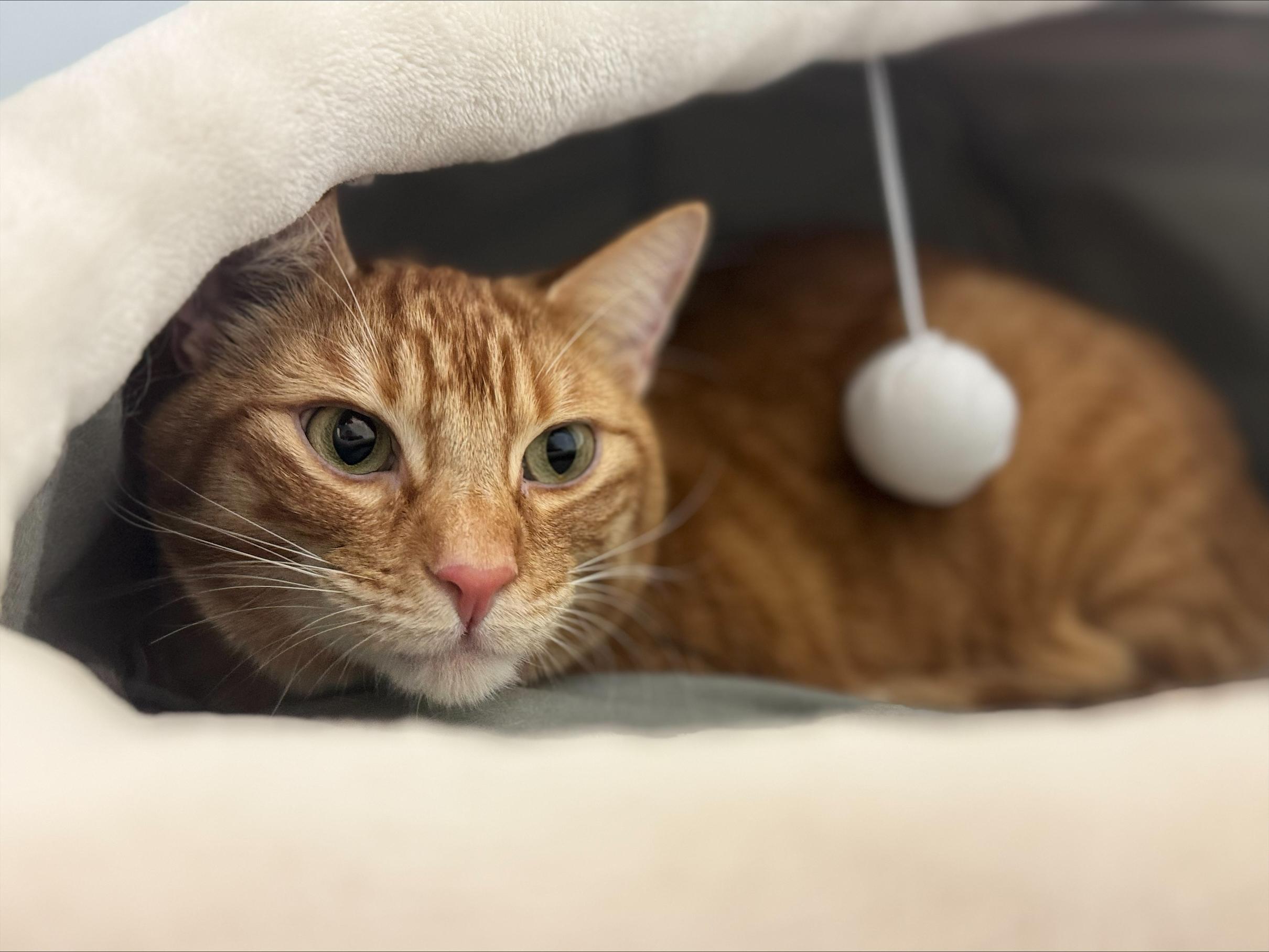 Enlarge Archie (Bonded to Stevie), a Adoptable Domestic Short Hair in Mission, BC image 1/3