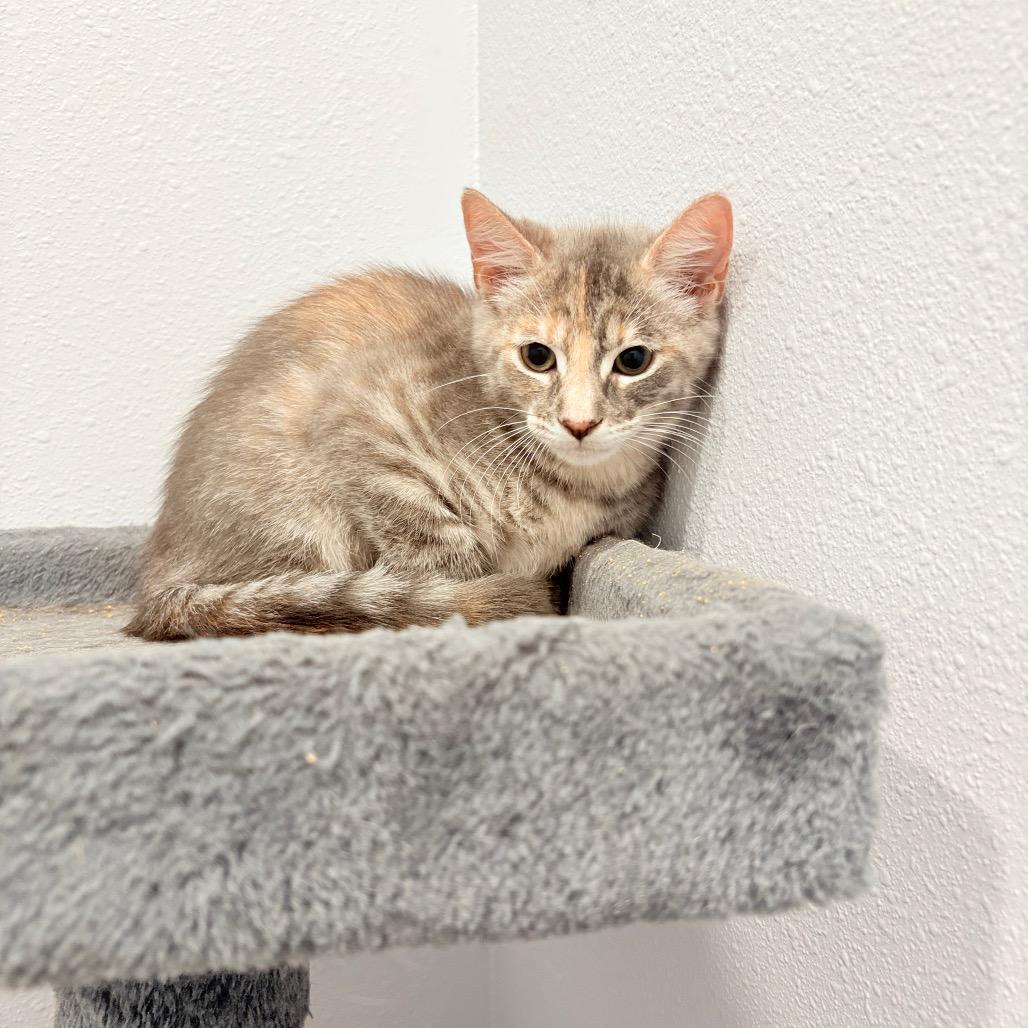 Enlarge Sage, a Adoptable mixed breed in Harlingen, TX image 2/2