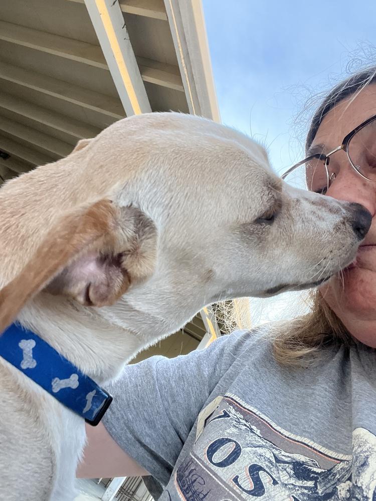 Enlarge BUDDY- the best kisser and hugs, a Adoptable mixed breed in Pomona, CA image 2/2
