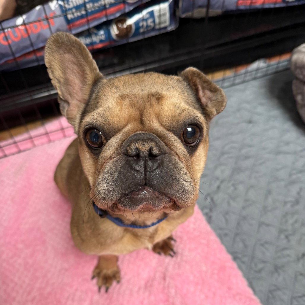 Champagne, Adoptable, Adult Female French Bulldog.